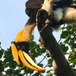 タイの鳥さんのサムネイル画像