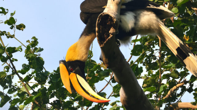 タイの鳥さん