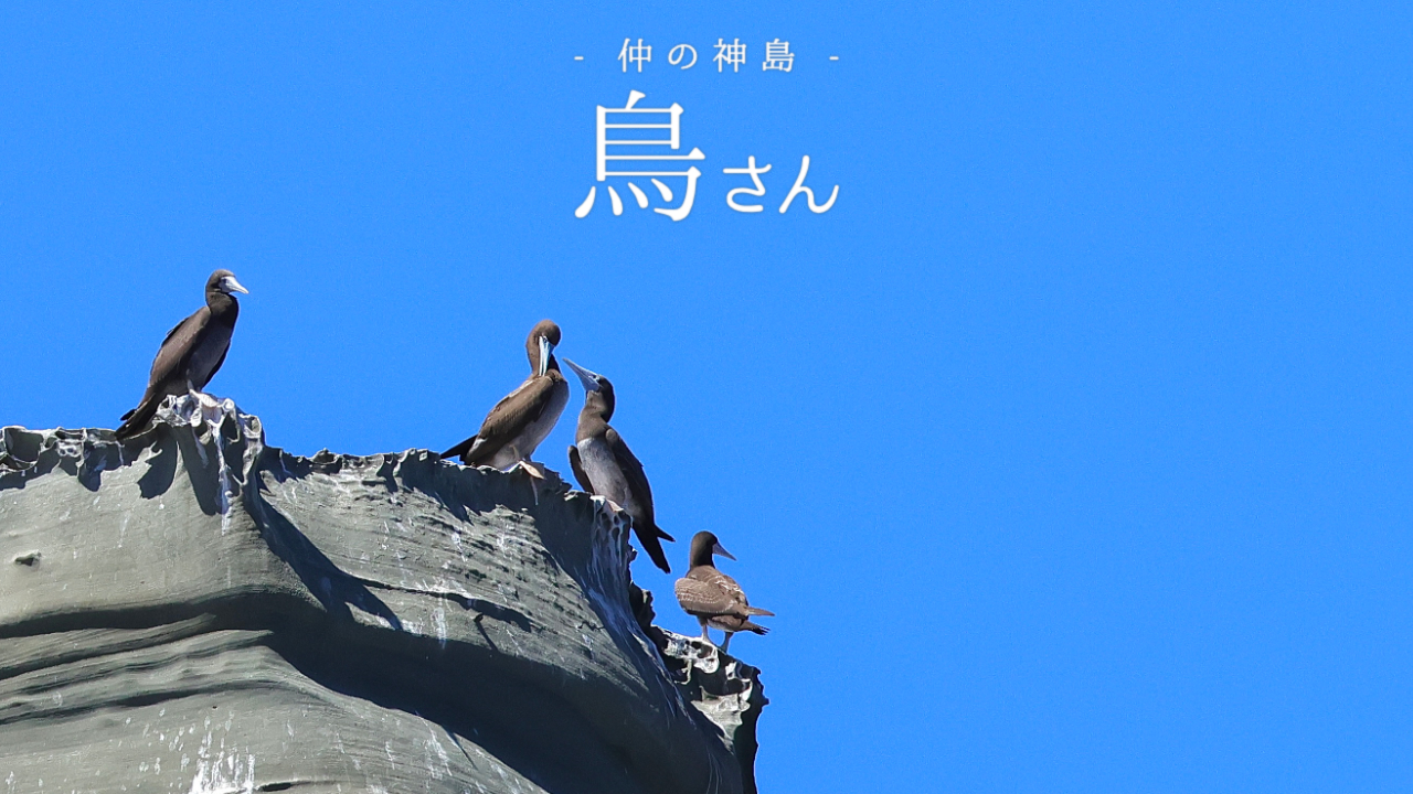 仲の神島の野鳥達に会ってきた！