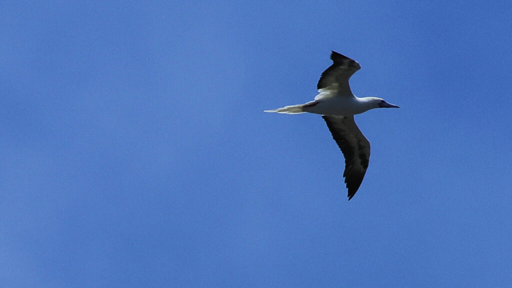 仲の神島の空を舞うアカアシカツオドリの画像