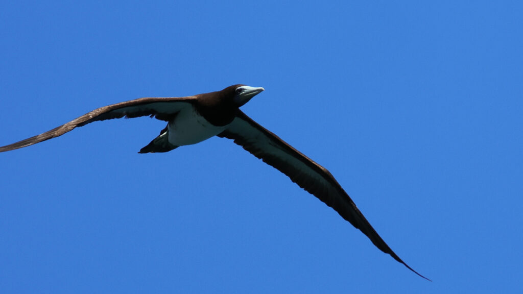 青い空を飛ぶカツオドリの画像