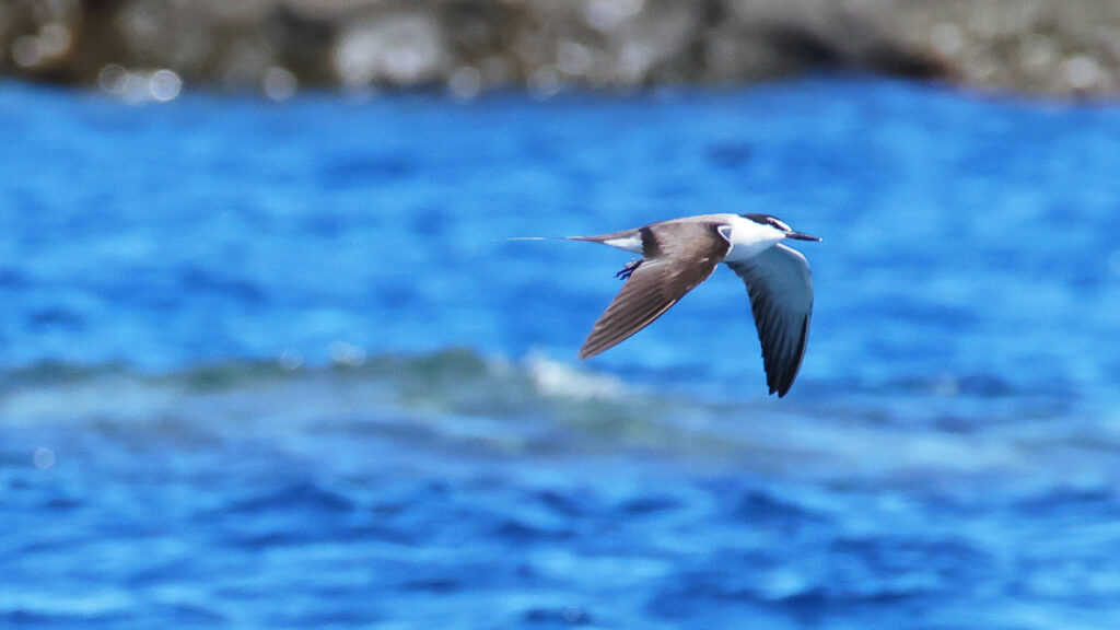 青い海を舞うマミジロアジサシの画像