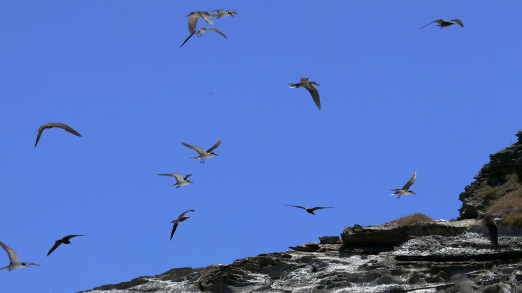 仲の神島の上空を舞う海鳥の群れの画像