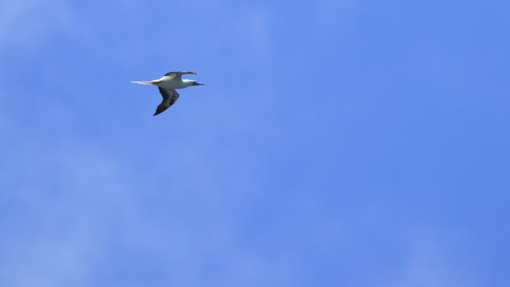 仲の神島の上空を飛ぶアカアシカツオドリの画像