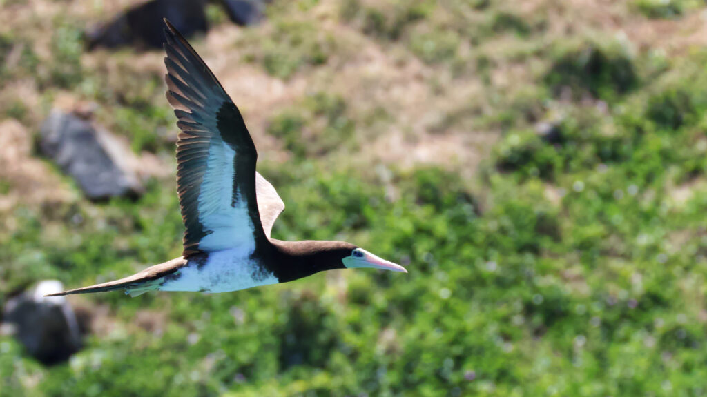 仲の神島を背景に飛翔するカツオドリの画像