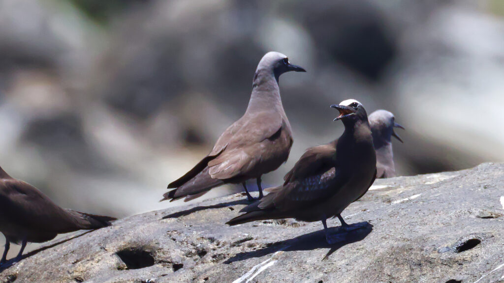 岩場にとまって鳴くクロアジサシの画像