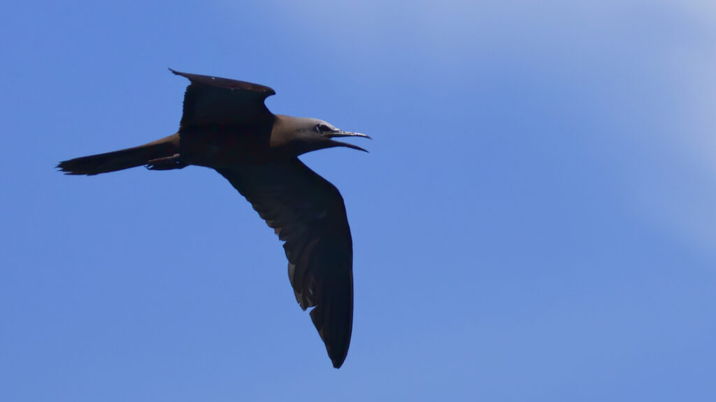 鳴きながら飛翔するクロアジサシの画像