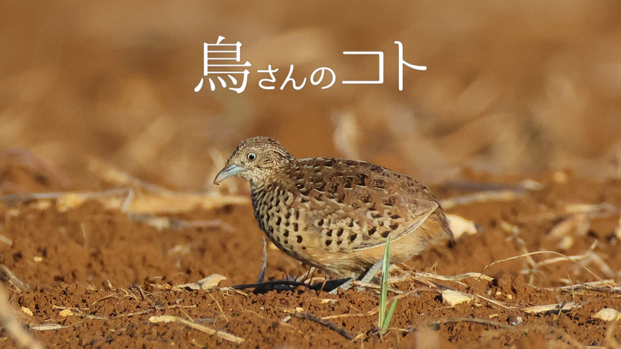 野鳥解説