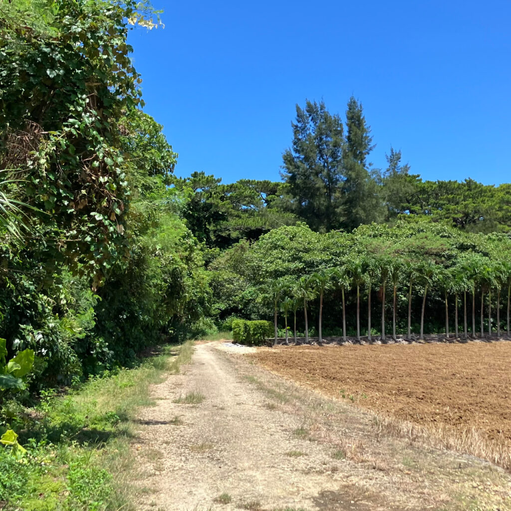 大野山林に入る農道