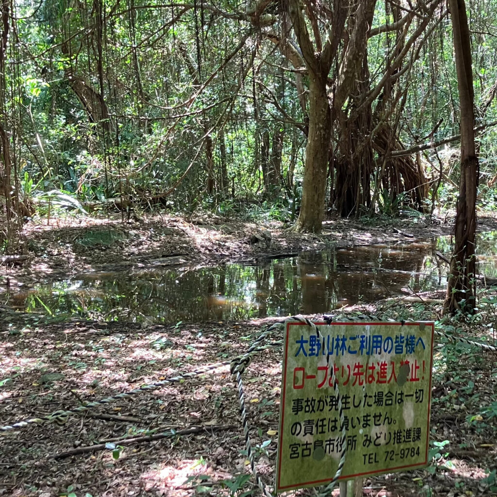 大野山林で野鳥が来ると有名な池