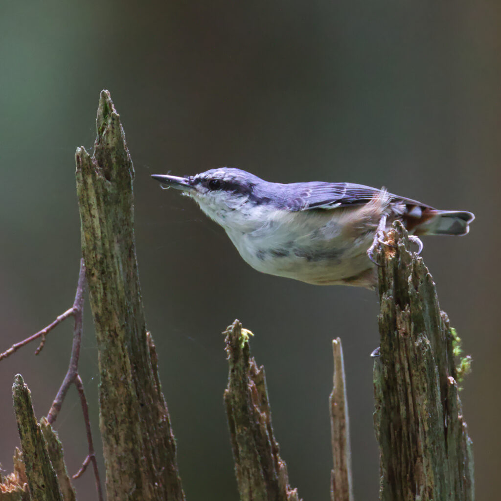 体を伸ばして朽木を採食するゴジュウカラの画像