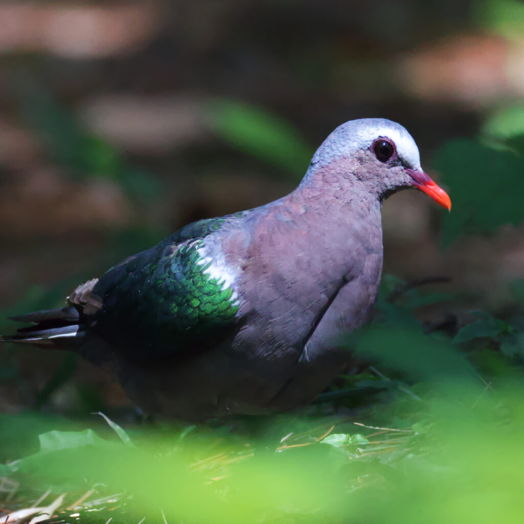 キンバトのオスの画像