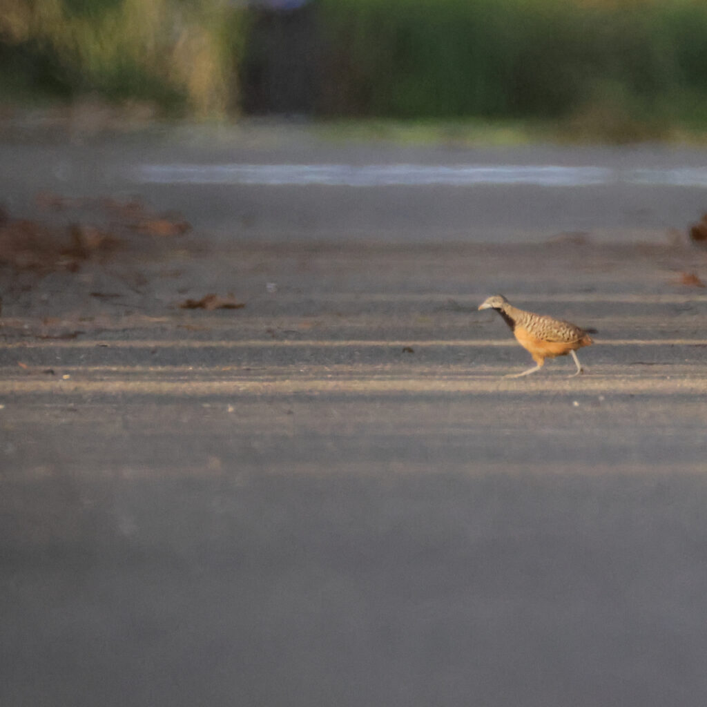 車道をウロウロする宮古島のミフウズラ