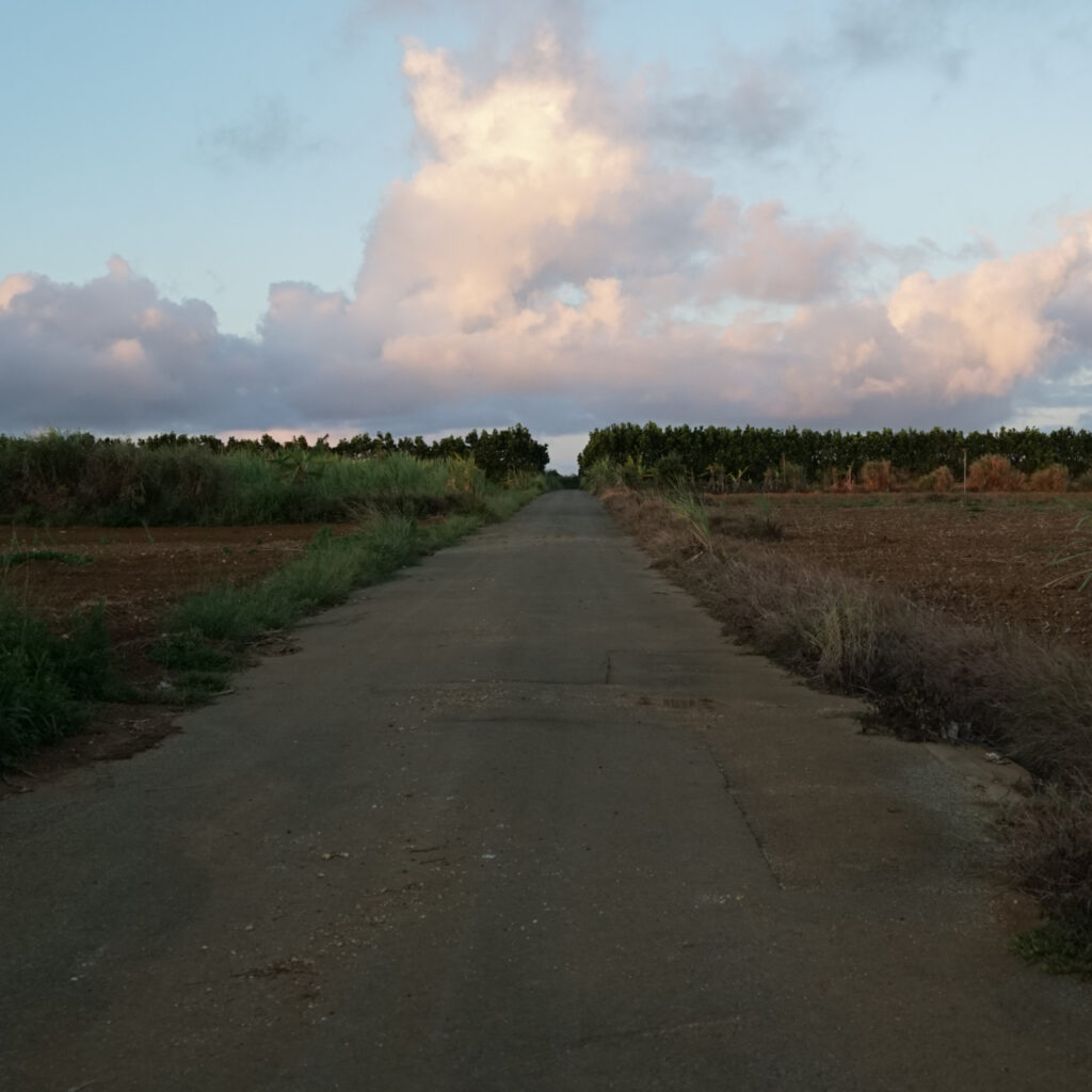 民宿グリーン荘の裏道から広がる宮古島のサトウキビ畑