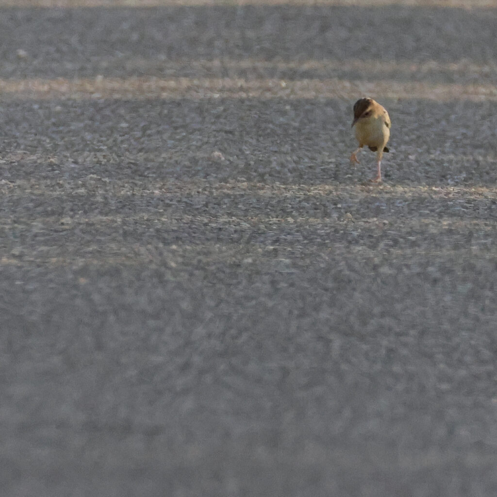 車道に出てきたセッカ