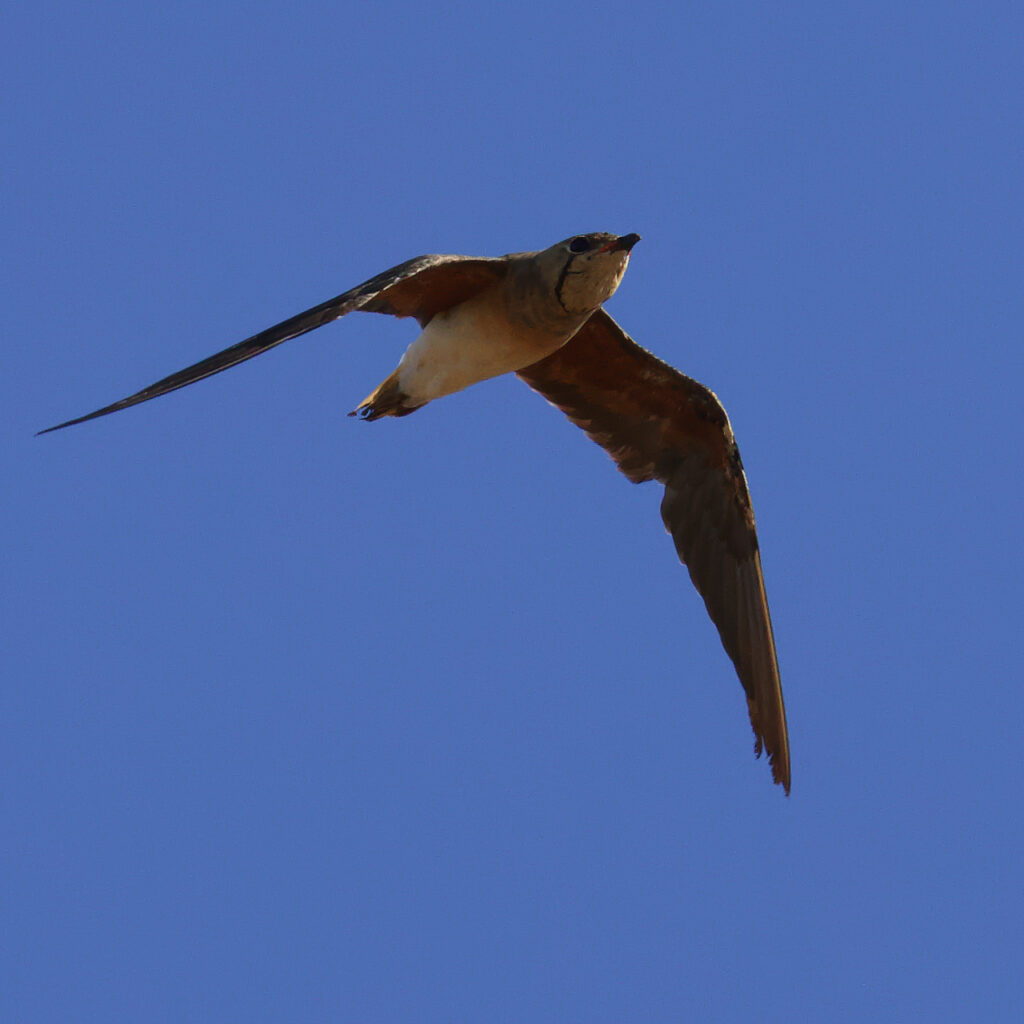 飛翔するツバメチドリの成鳥夏羽に移行中の個体