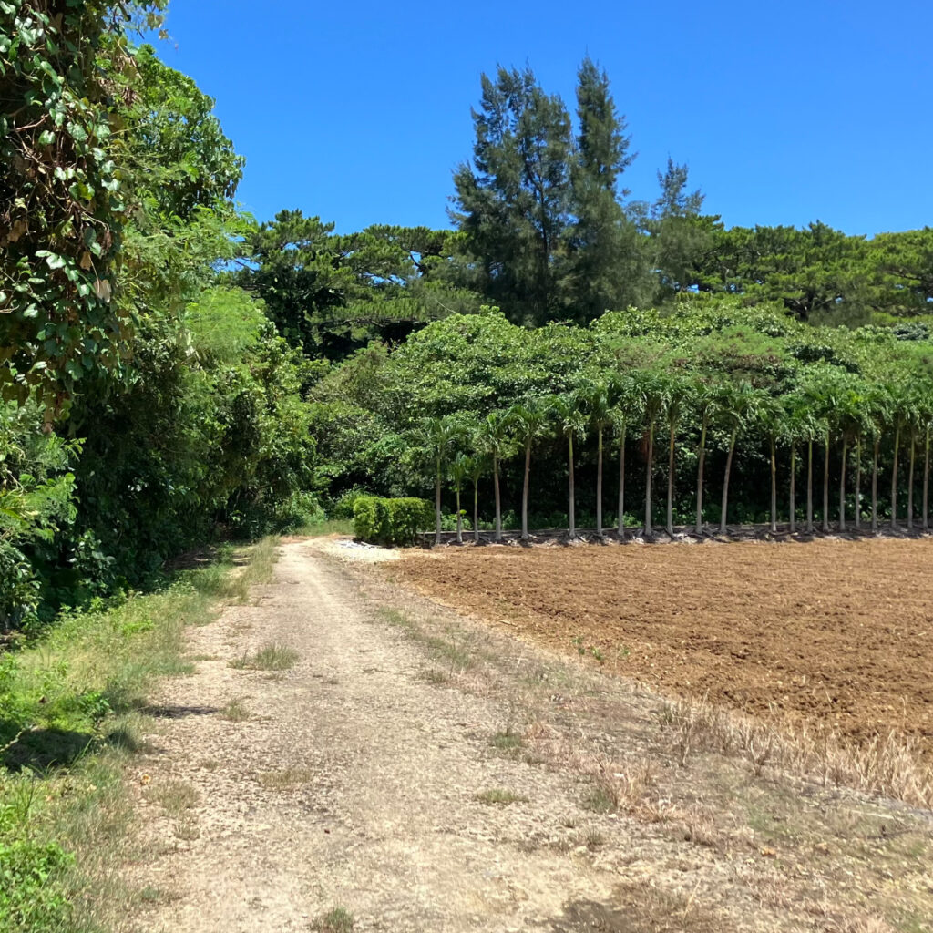 農道から大野山林へ入るルート