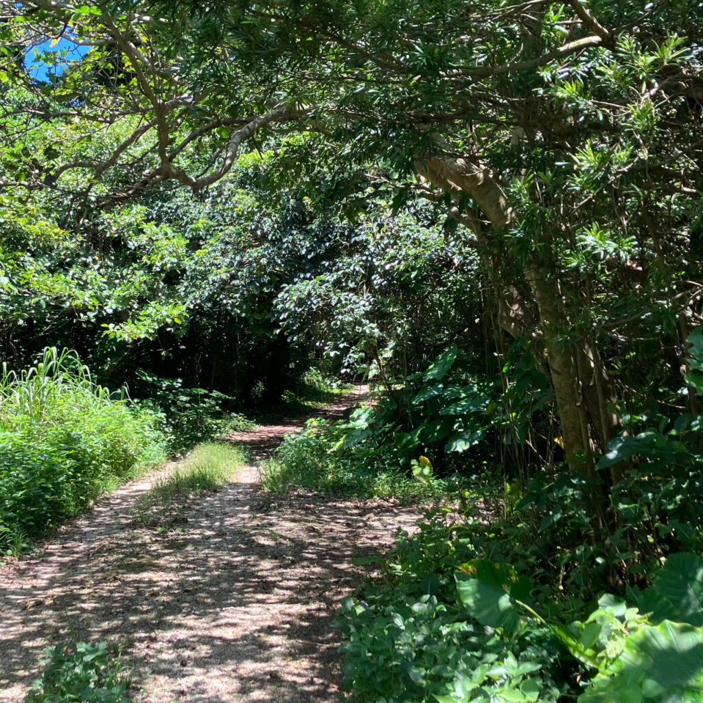 農道から大野山林に少し入ったところ