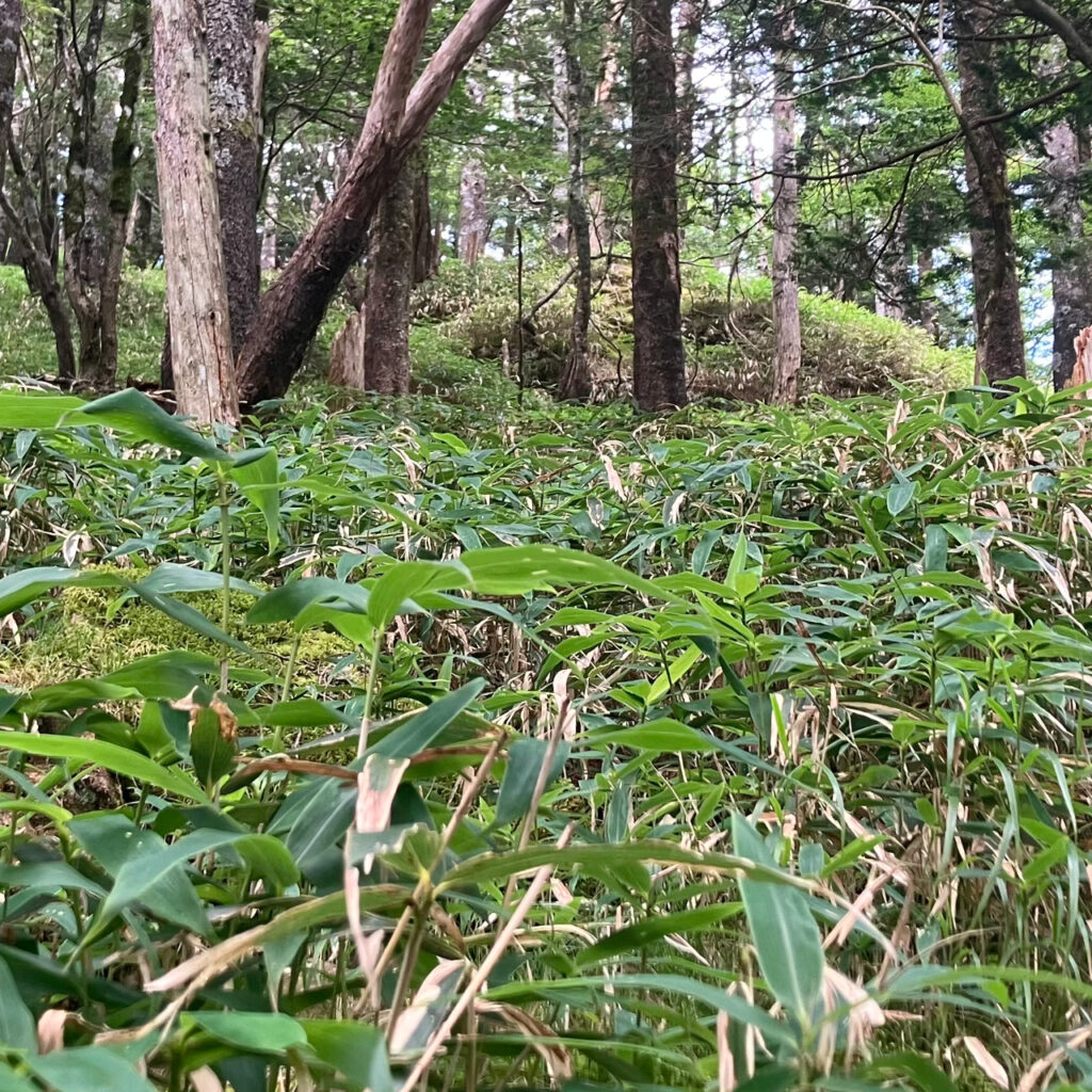 大台ヶ原のコマドリが生息するササ藪