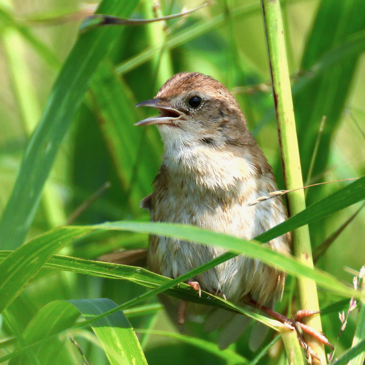 茎にとまり鳴くオオセッカの画像