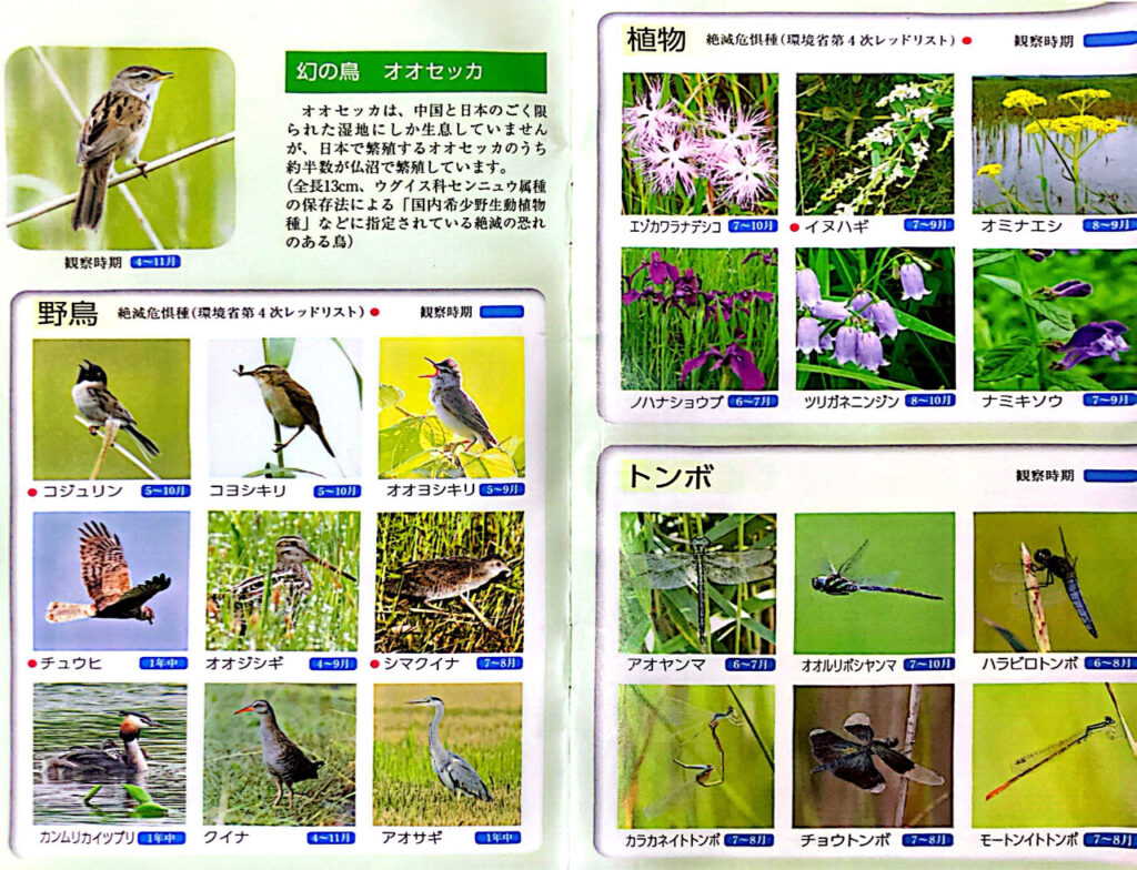 仏沼のセルフガイドの鳥類植物トンボの紹介ページ