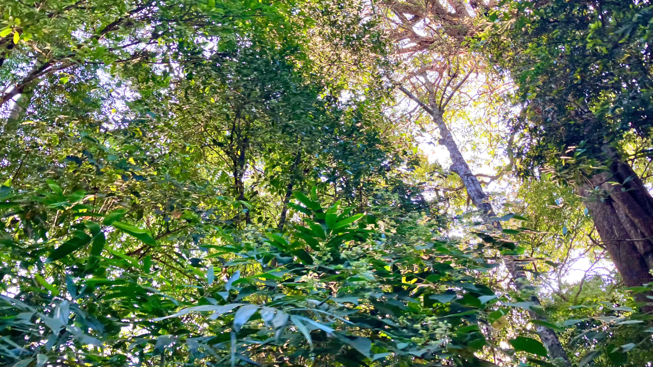 Kaeng Krachan National Park (ケーンクラチャン国立公園)の木々が生い茂る森