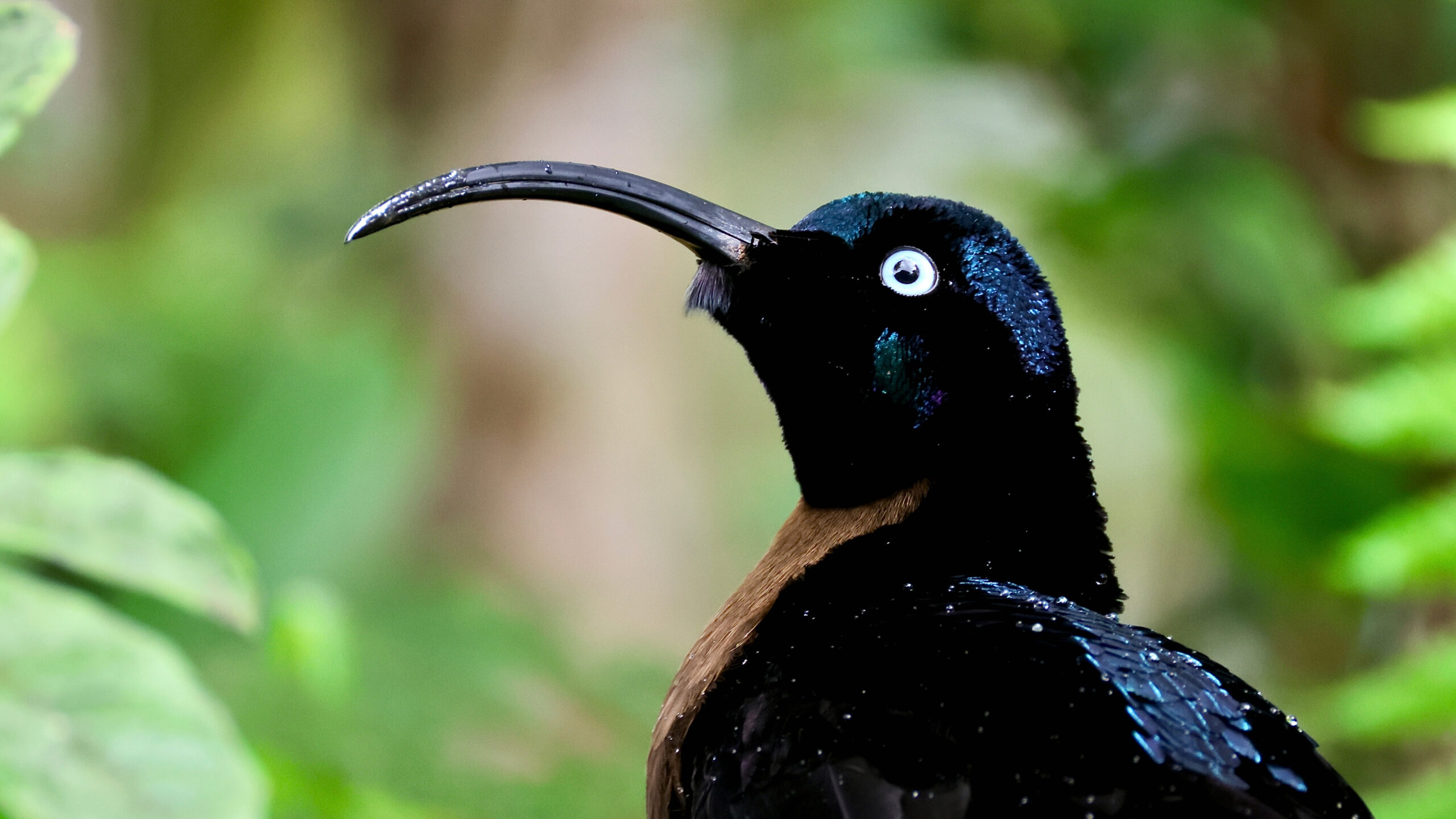 世界中の鳥さんに会いたくてのトップ画像「チャイロカマハシフウチョウ」のオス