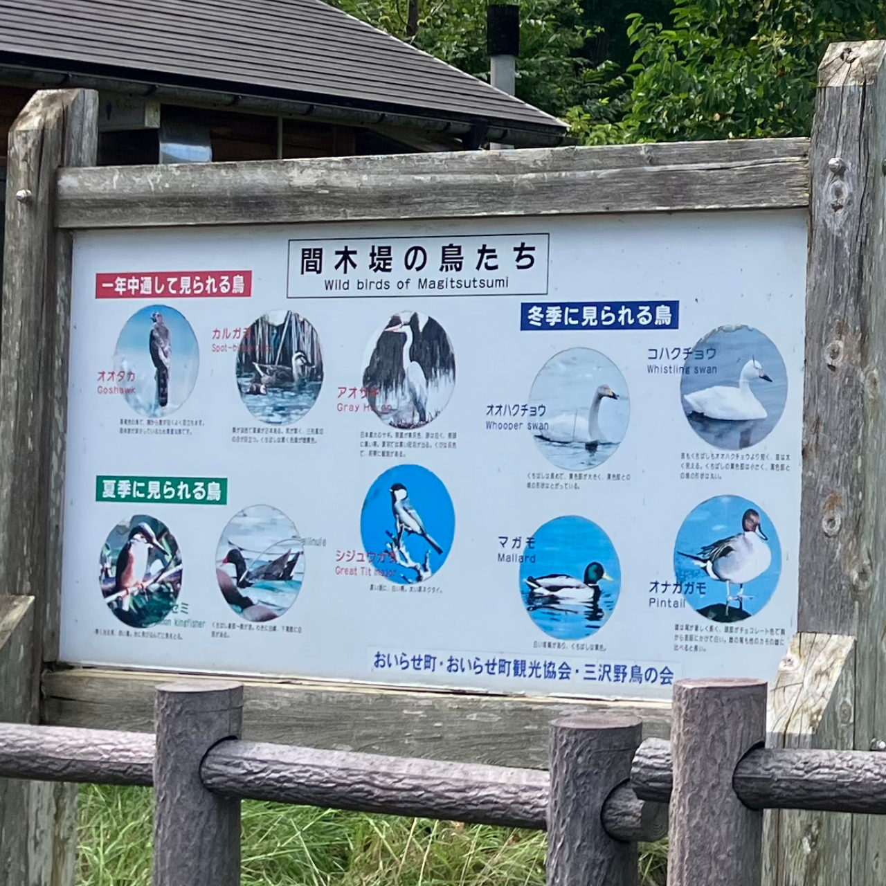 下田公園の間木堤で会える鳥さんたちを紹介した画像