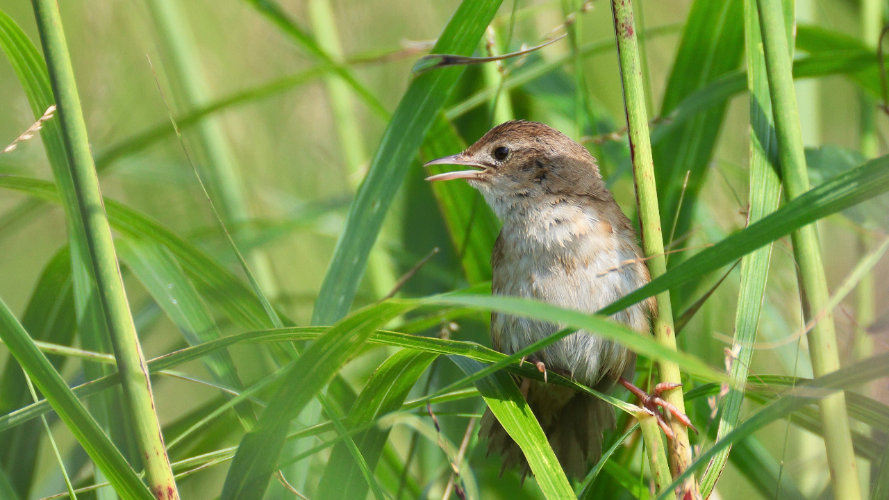 幻の鳥「オオセッカ」に会いに、青森県の仏沼へ行ってきました