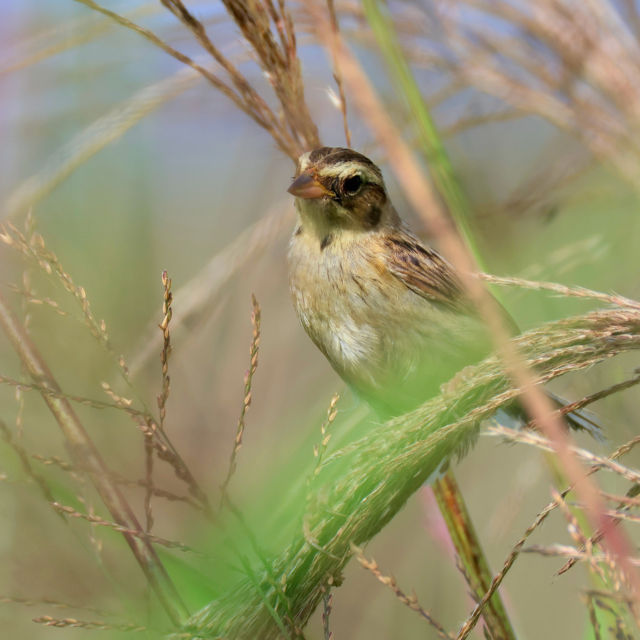 茎にとまるコジュリンの幼鳥