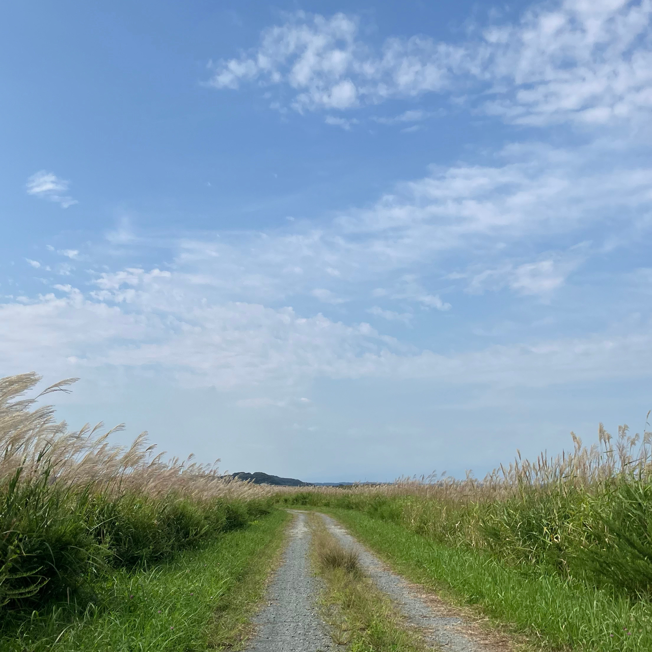 仏沼のススキが広がる散策路