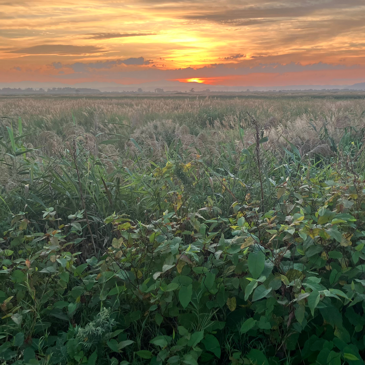 夕暮れの仏沼