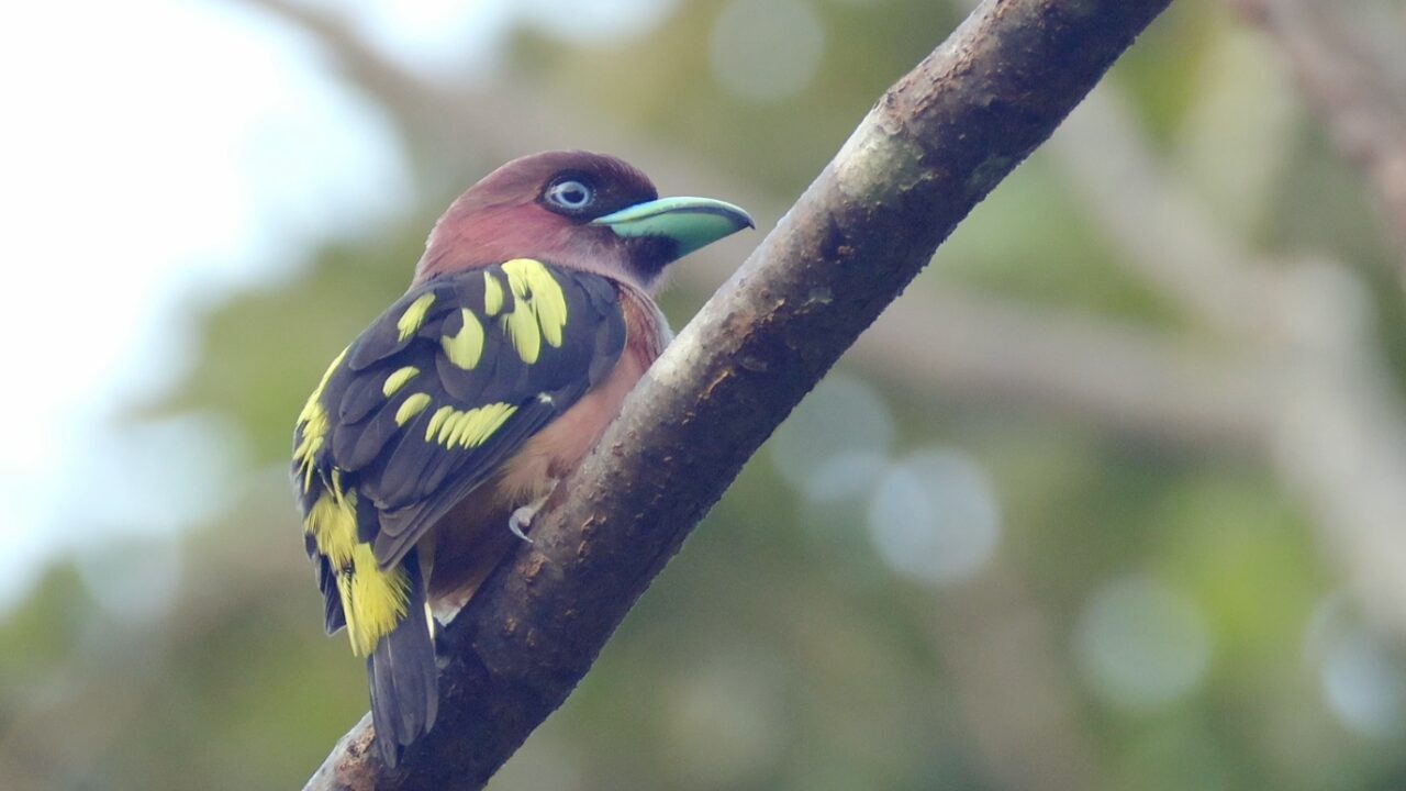 アズキヒロハシのサムネイル画像