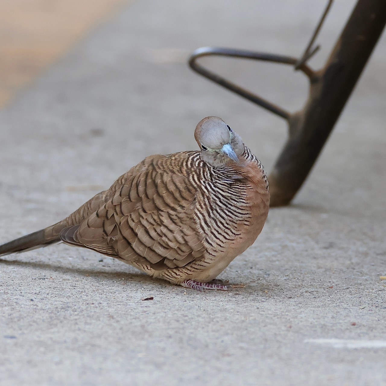 バス乗り場の待合所で採食活動をしていたチョウショウバトの画像