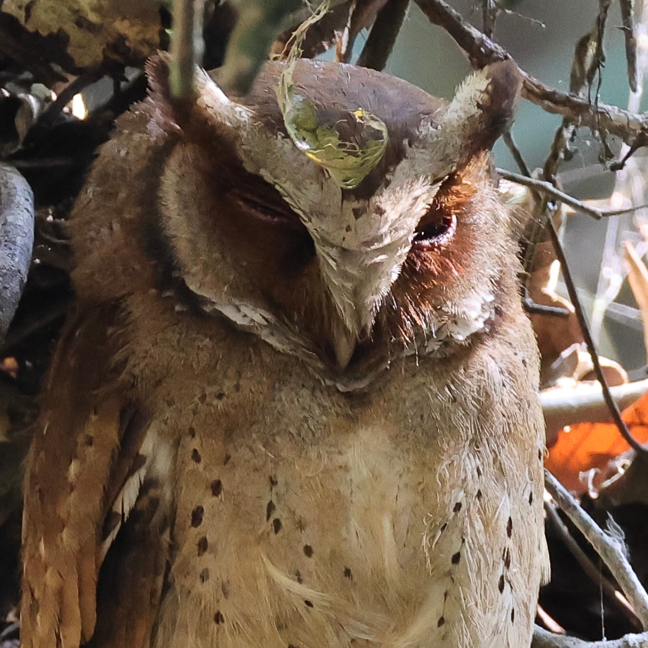 ハナジロコノハズクの顔の画像