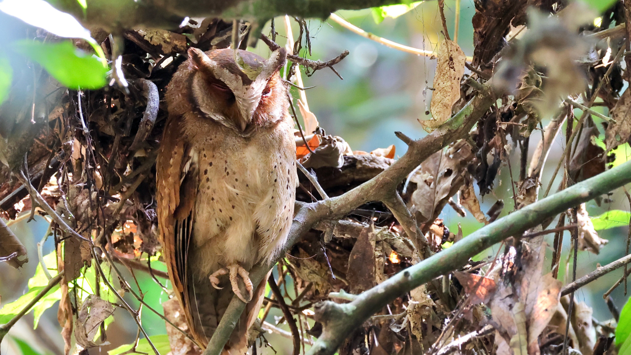 ハナジロコノハズクのサムネイル画像