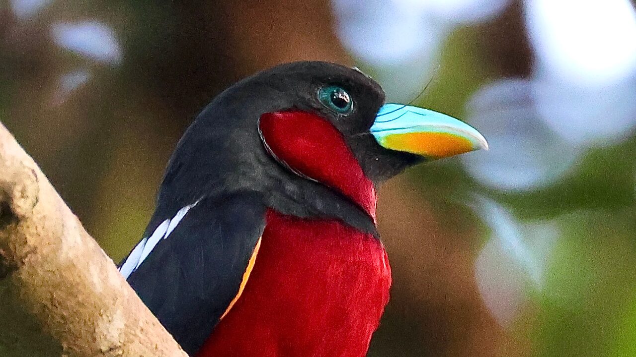 クロアカヒロハシのサムネイル画像