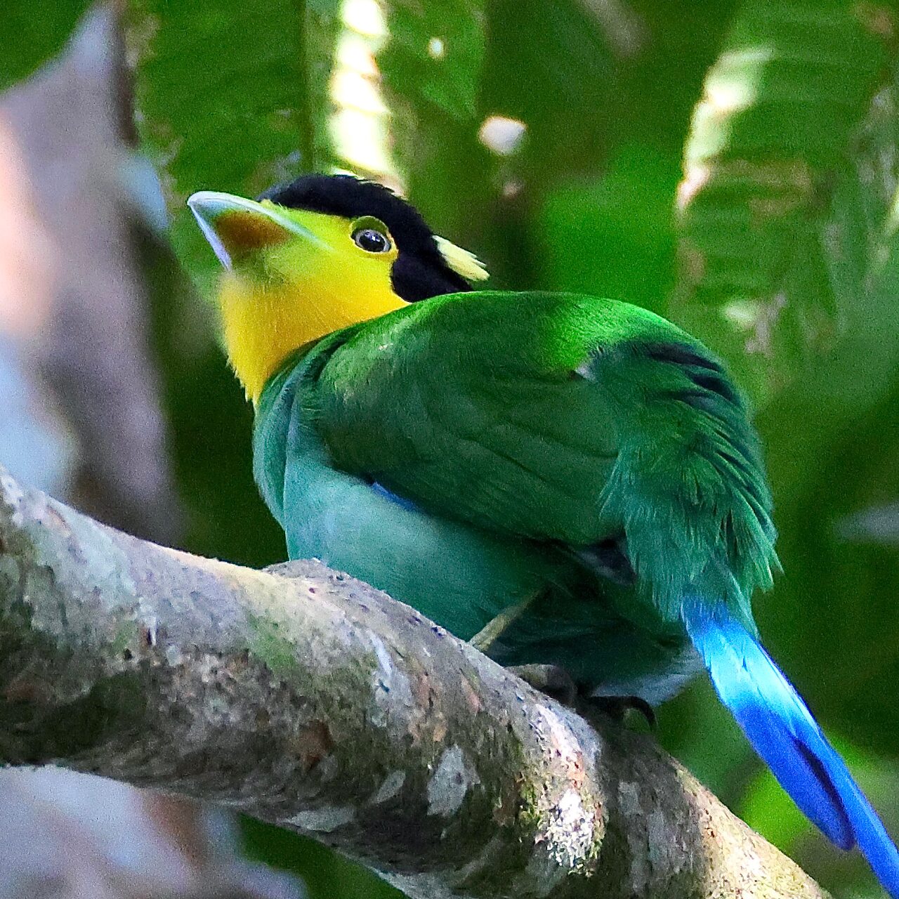 枝にとまって背を向けるオナガヒロハシの画像