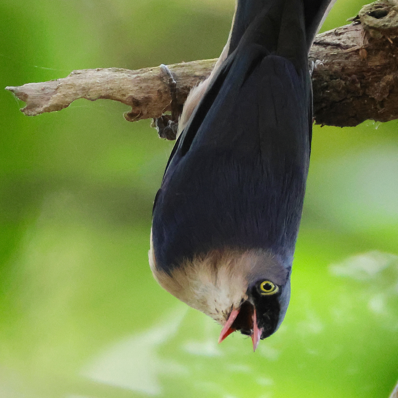 逆さまにとまって鳴くアカハシゴジュウカラの画像