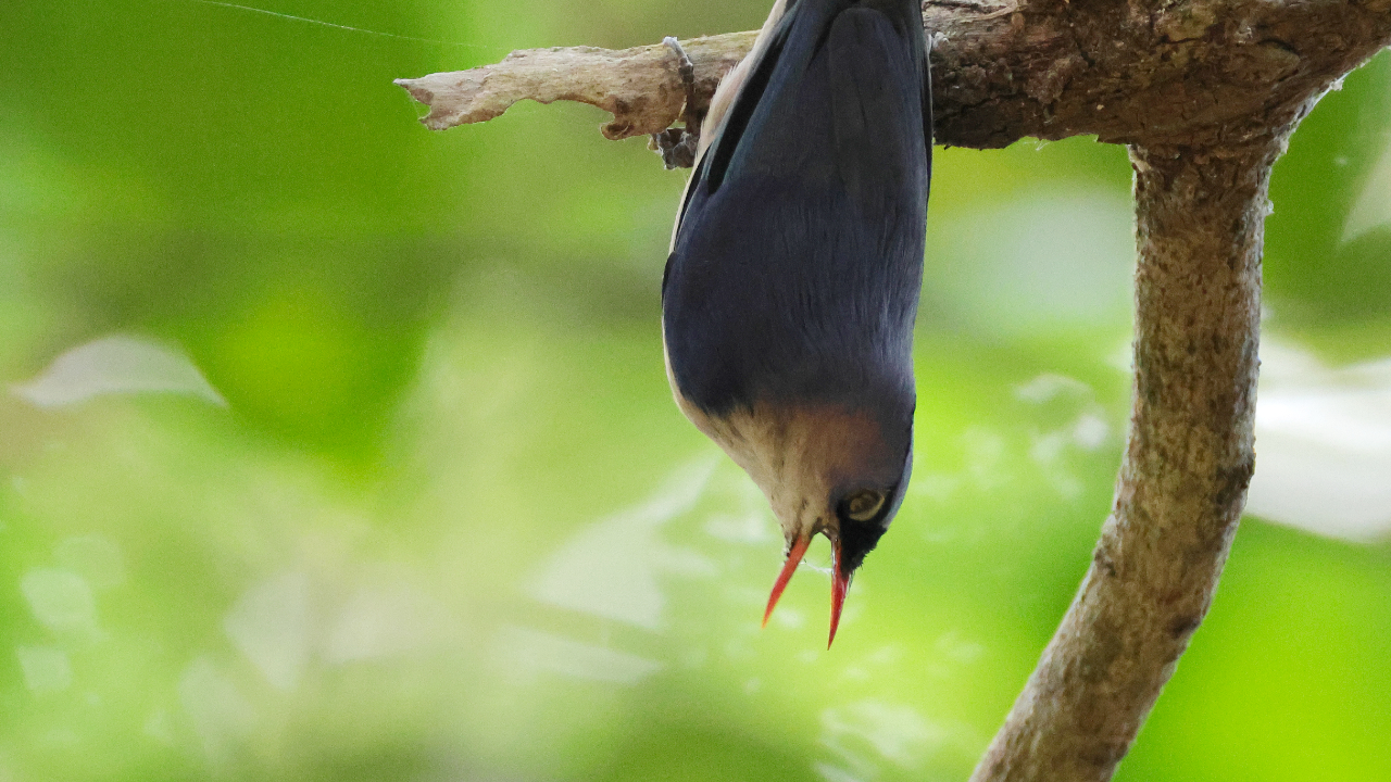 アカハシゴジュウカラのサムネイル画像