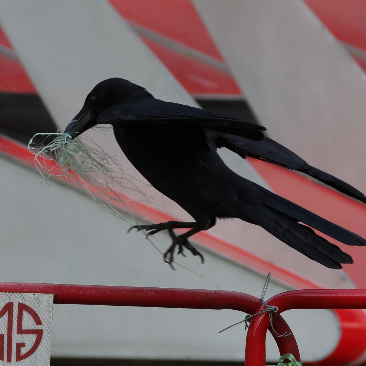 巣材を集めるハシブトガラスの画像