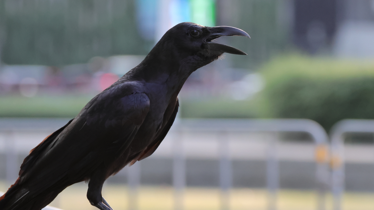 バンコクの街並みを背に鳴くハシブトガラスのサムネイル画像