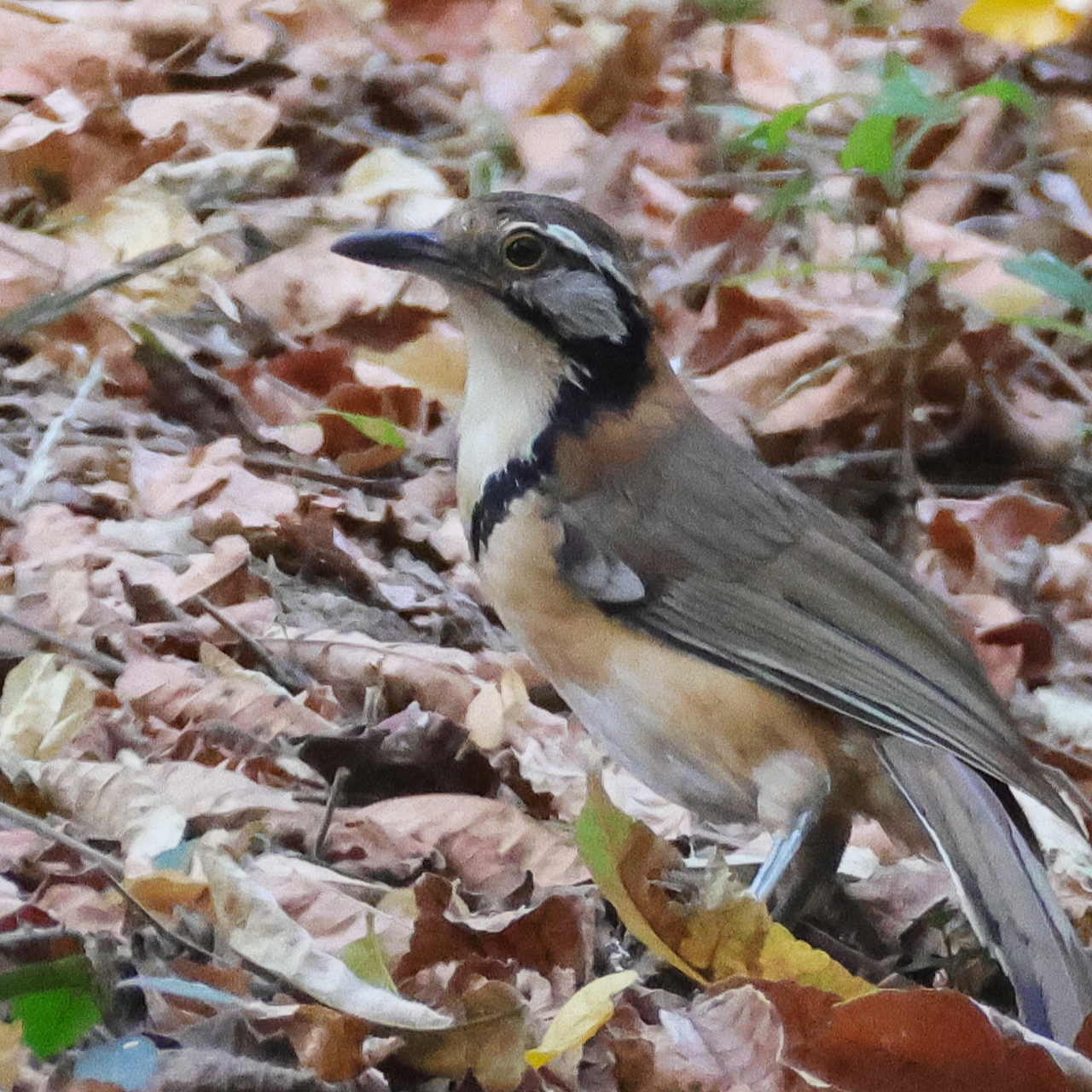 落ち葉をかき分けて採食するヒメクビワガビチョウの画像