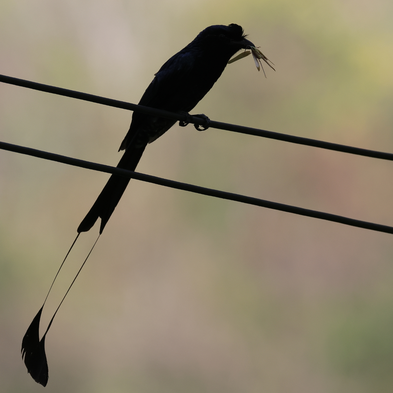 電線にとまるカザリオウチュウの画像