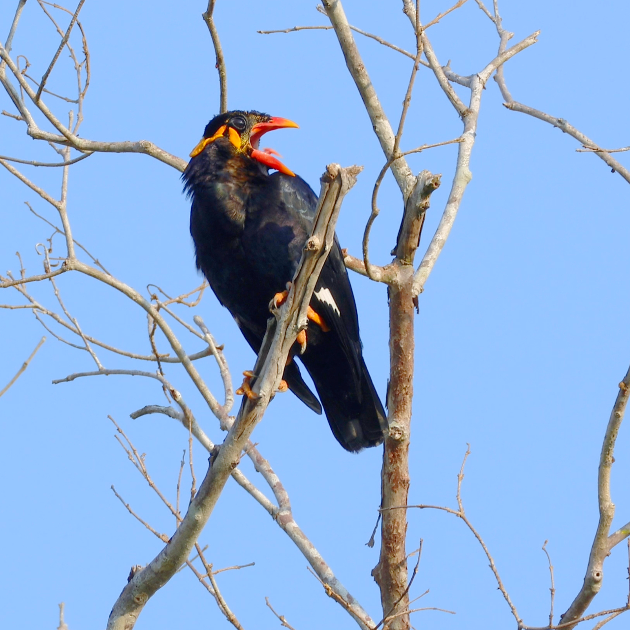 枝にとまって鳴くキュウカンチョウの画像