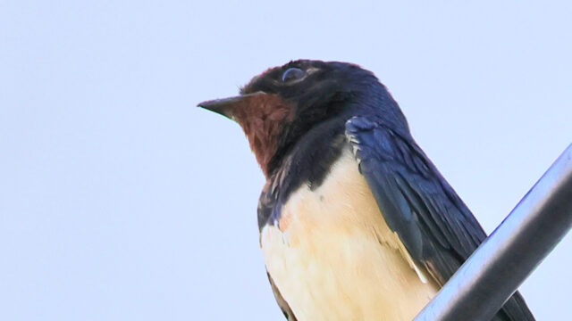 ツバメ｜タイの野鳥