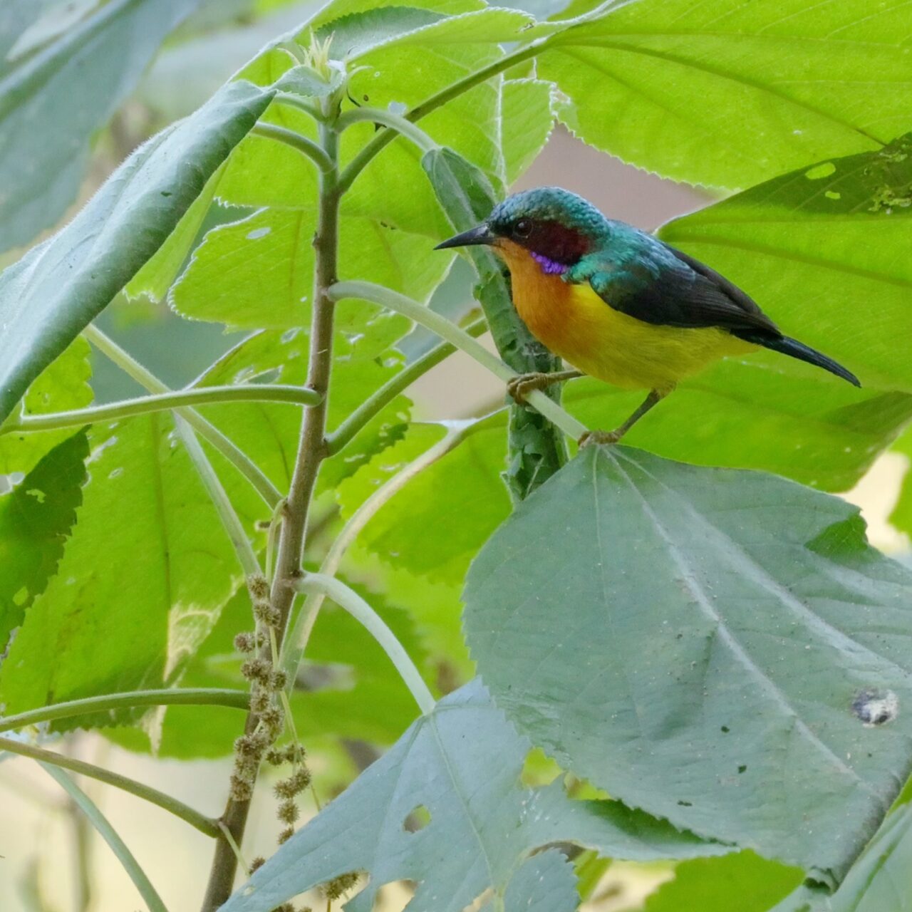 葉の茎にとまるホオアカコバシタイヨウチョウの画像