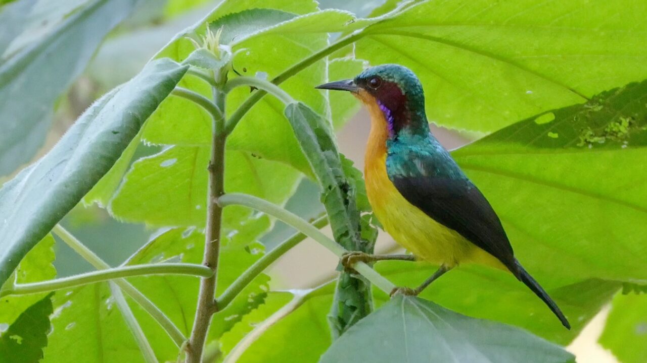 ホオアカコバシタイヨウチョウ