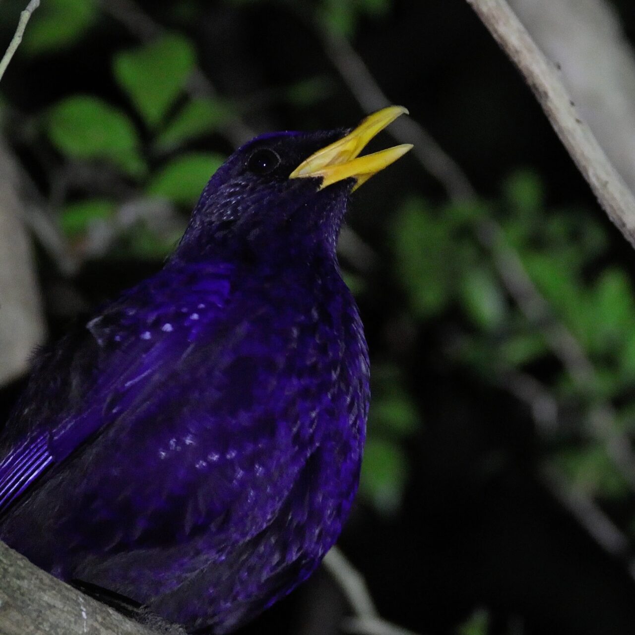 夜明けに木にとまって鳴くオオルリチョウの画像