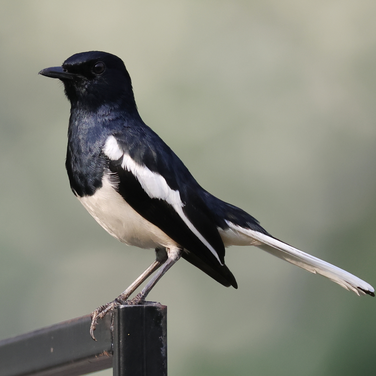 シキチョウのオスの画像